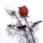 canceld – love’s just a test Lyrics