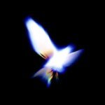 d5vd – Wilted Roses Lyrics