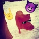 Sälliswag – LIL ASS BOY Lyrics