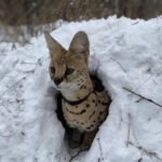 special serval – BACKBOARD, originally by tsubi club Lyrics