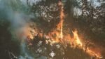 Xavier Wulf - Blackthorn