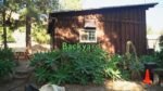 Leo Alexander - Backyard