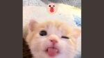 qu1ckmeow - stupid